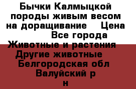 Бычки Калмыцкой породы живым весом на доращивание. › Цена ­ 135 - Все города Животные и растения » Другие животные   . Белгородская обл.,Валуйский р-н